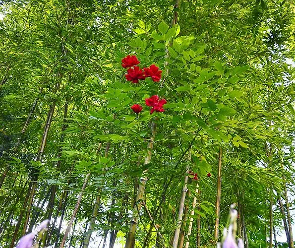 Greenslo Любляна