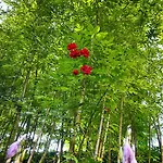 Greenslo Λιουμπλιάνα